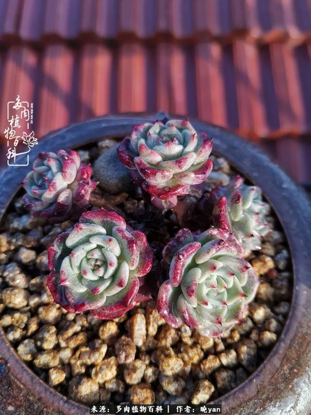 养多肉近四年，一路的走来，阳光总在风雨后！