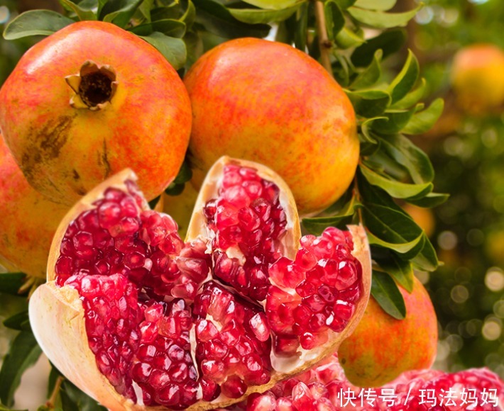 5月是栽果树的好时候,有院子别养花了,栽点果树好看好养活