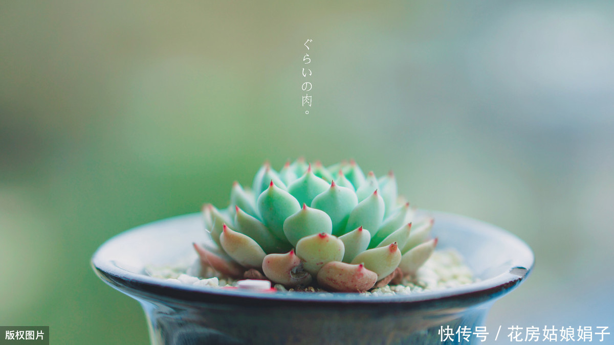 养殖|多肉的专业术语有哪些?学会这些多肉术语,你也可以小装一下