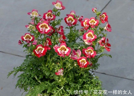 养花|新手养花,不如养盆花中精品“糖果雪山”,花开清新淡雅