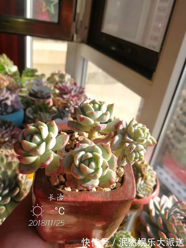 蚧壳虫|为肉痴狂!多肉植物也会用最美的容颜报答我们的勤劳付出!