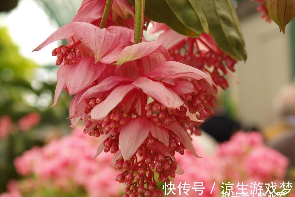 公认难养的10种“漂亮花”,没有几年养花经验,建议别买回家