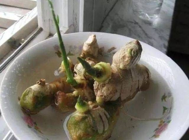 植物|切块生姜放水里,7天发芽,3个月结出一桶姜,原来生姜是这么种的