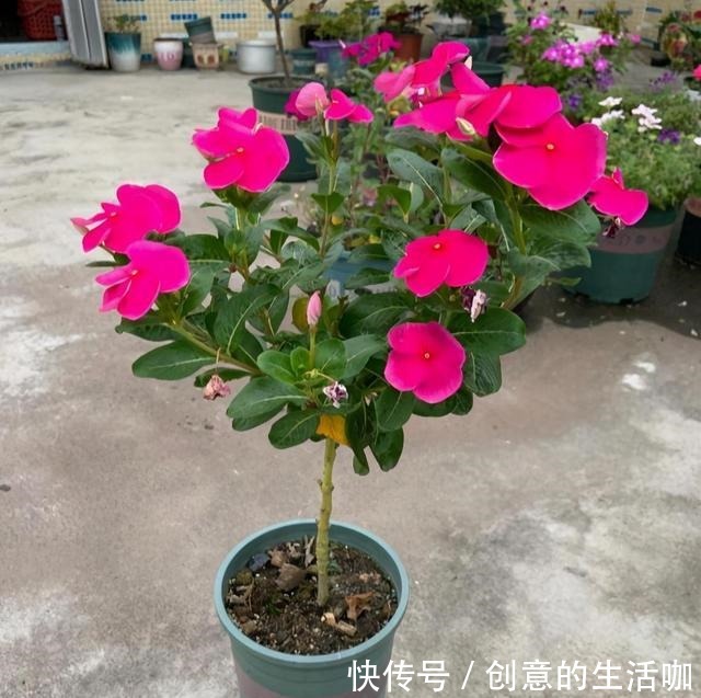 农村一种“泼辣花”,掐一心冒十枝花,一年长成老桩“小花树”!