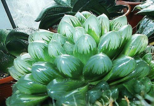 养护|这些多肉6月别买了,怕晒又怕热,容易晒伤难度夏,浪费钱白费力