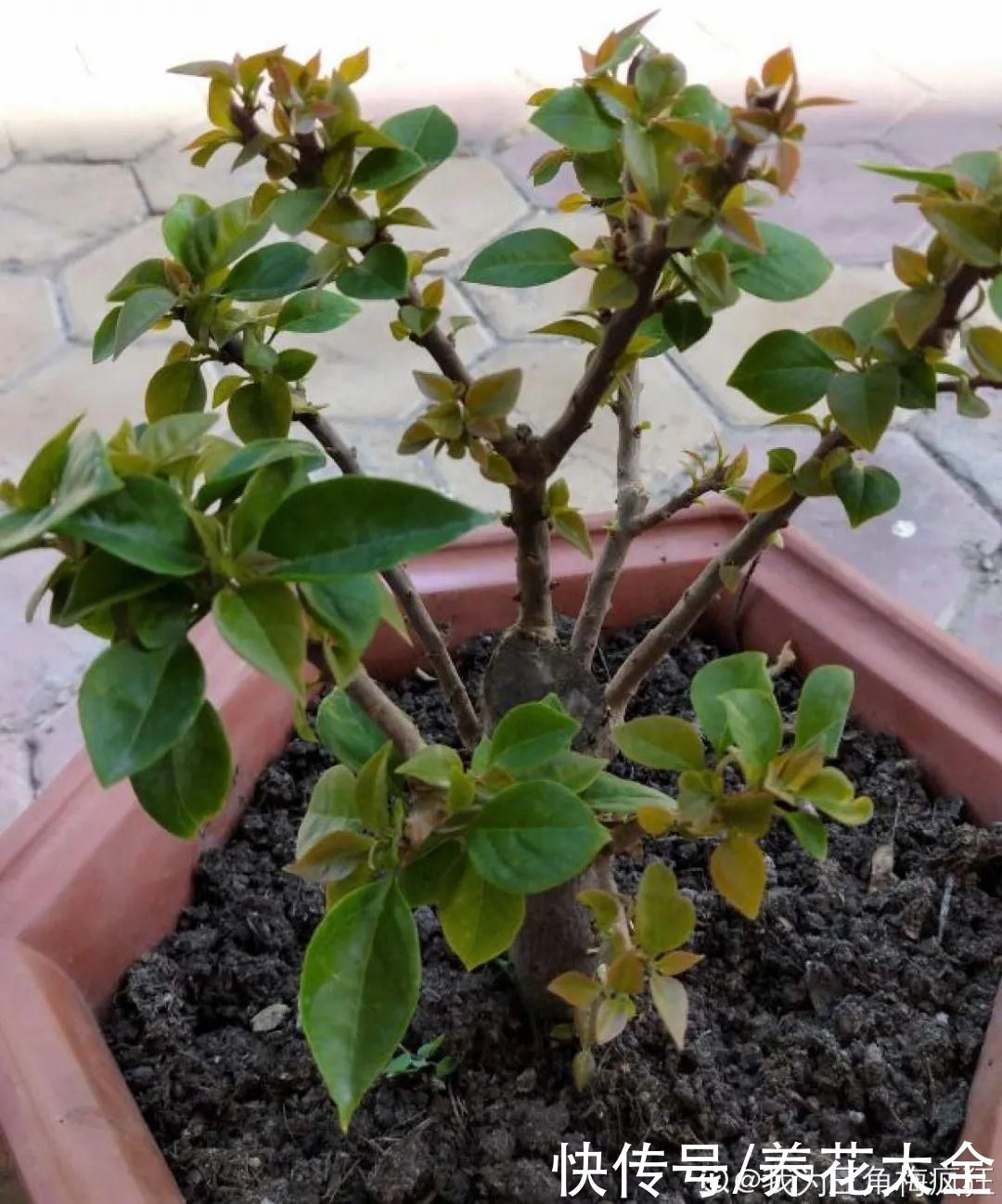 7种“落地生根”花，春天多插几棵，成活率特别高