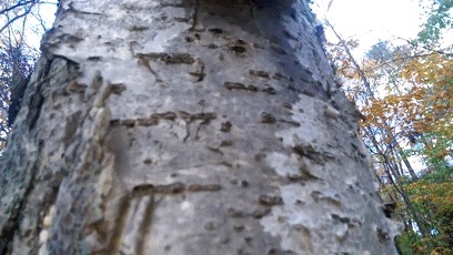 树木|日本网友发现野生奥利奥,这年头饼干都能从树上长出来了