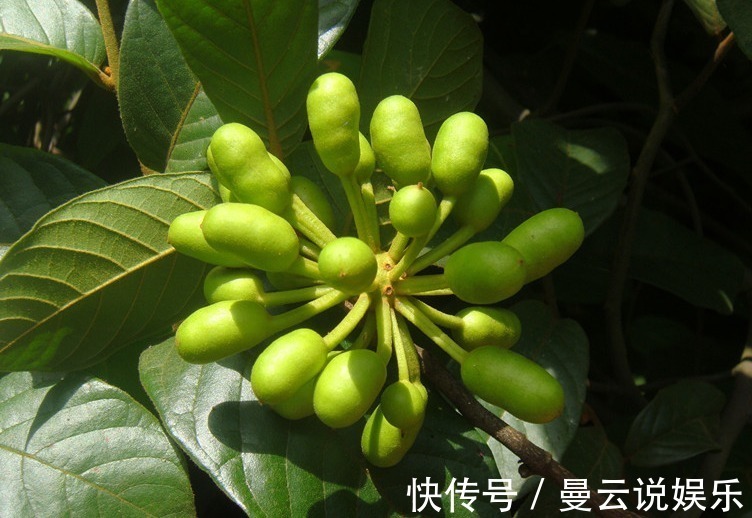 营养成分|叫不出来名字的野果,每天食一个,越吃越健康