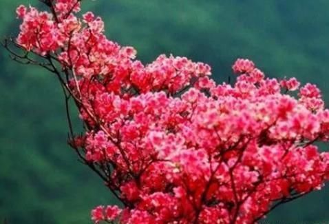 叶子|为什么每年养杜鹃都是开花过后，养到后期就掉叶子死了呢？