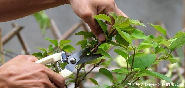 叶片|三角梅开败了?狠狠心,用3个“高招”,挤满新枝芽,又爆二茬花