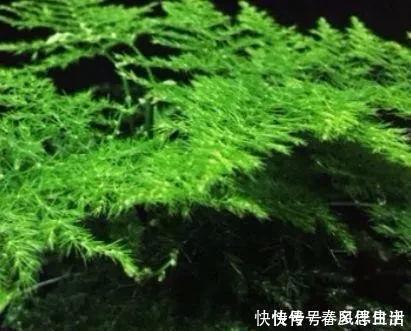 碰碰香|不管有钱没钱，家里养这十种植物，招财镇宅又养人