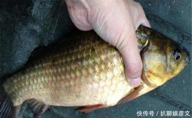 关注|关于台钓法的一些经验技巧,满满的经验之谈,钓鱼新人值得关注