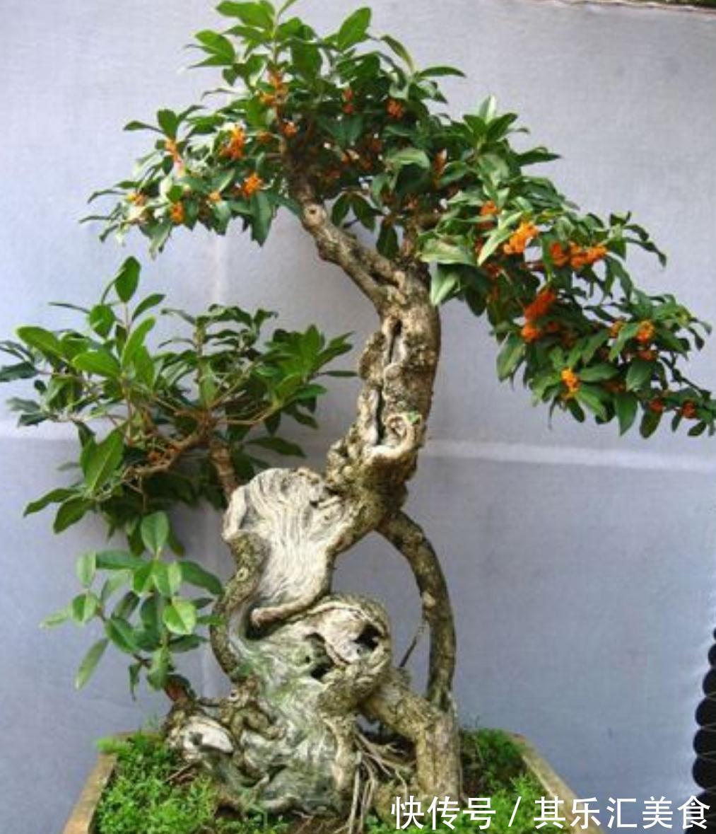 家庭盆栽桂花树,牢记3点,秋冬呼呼开花,香味浓郁特迷人