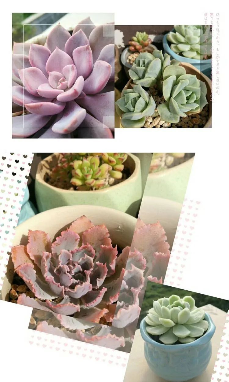 黛比|佛系养肉人生活明朗，多肉可爱，唯适者生存！