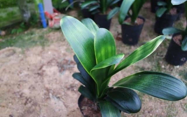 君子兰害怕五件事,新手经常犯,做不好,难怪越养越糟糕