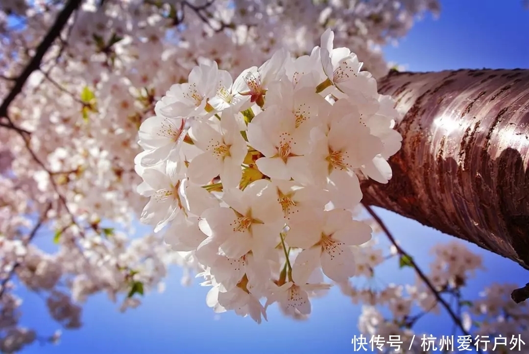 踏春系列-浮云岭看樱花 2月27日走进浮云岭漫步樱花林