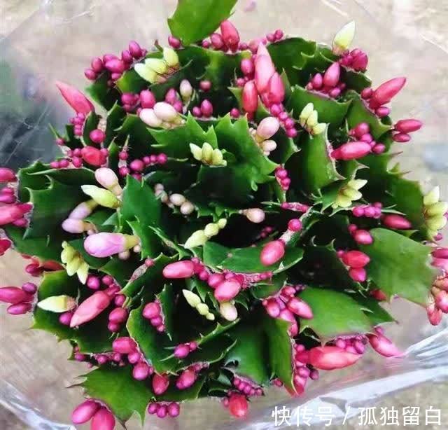 进入五月,蟹爪兰要赶紧做这三点,今年才能开爆盆