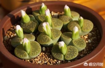 有哪些多肉不能晒太阳？