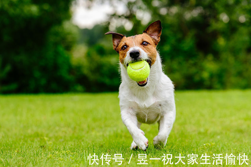 运势|生肖属狗人，进入9月运势十分旺盛，童子送财，喜上加喜