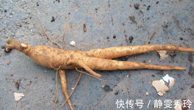 野菜|乡间土生土长的人参是一种高级补品，滋补强身，价值连城