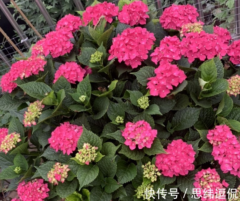 月季花|这两种花卉,花色极多,花朵有拳头那么大