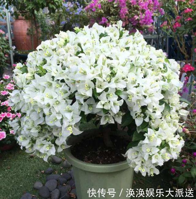 光照|掌握了三角梅开花的这三大要素，再也不担心只长叶子不开花
