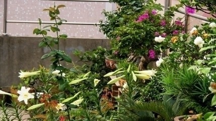 跑断腿买不到的6种盆栽长得特别快，清新空气还驱蚊，最适合夏天