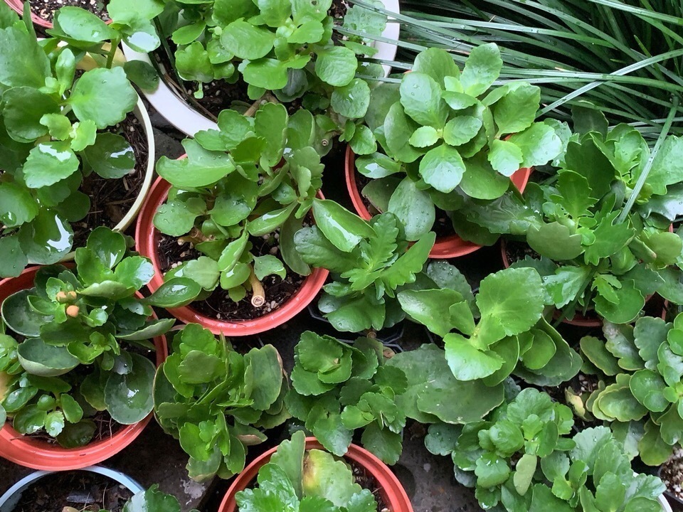 养2种花“不用等”,现在扦插、20天生根发芽,入冬就开花