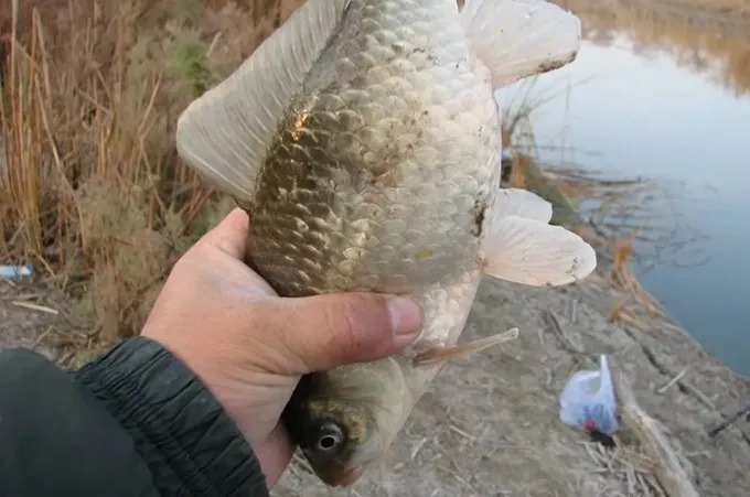 老钓鱼人:冬钓我从不将就!只要有这“六字真言”,渔获特有面子