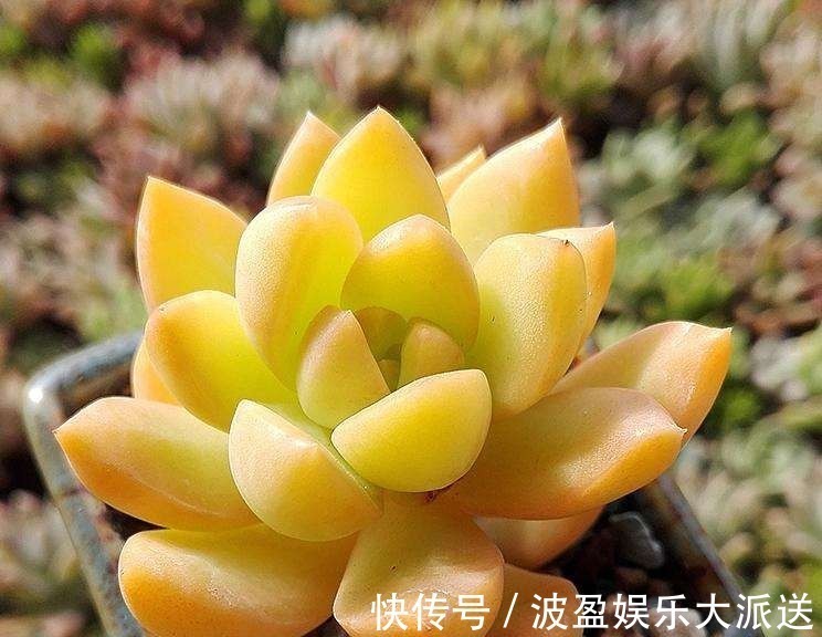 彩虹色的多肉你见过吗，阳台这么一摆，邻居嫉妒的想出大价钱买！