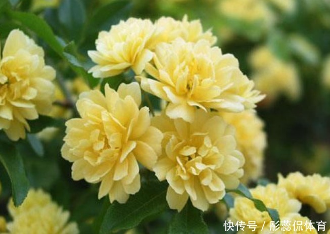 自带香味的“4种花”,比香水还好闻,养客厅一盆,香飘四溢!