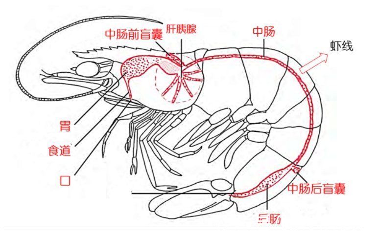 虾黄|虾线一定要去掉吗？吃了会怎样？虾头的黄色物质是虾屎还是虾黄？