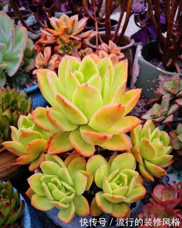 4种花不能淋雨,一淋就黑腐烂根,最后只剩个空盆