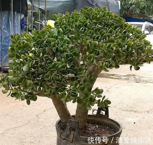 光头|10月玉树“剪光头”,20天冒出“一堆”新芽,变成老桩超漂亮