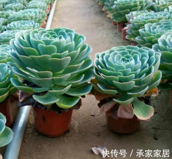 多肉|多肉玉蝶就是“懒胖子”,浇水越少长势越好,长成群生肉墩子