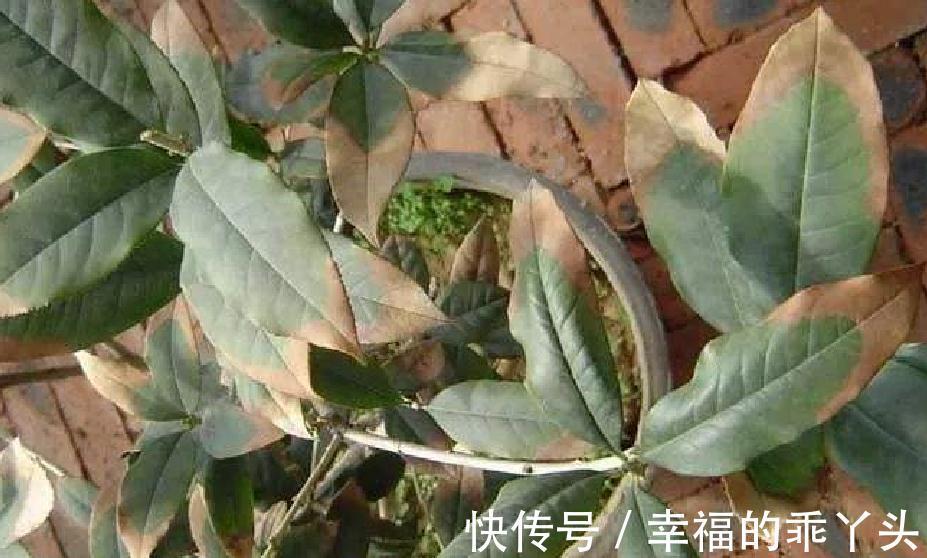 门前栽桂花长成“贵人树”