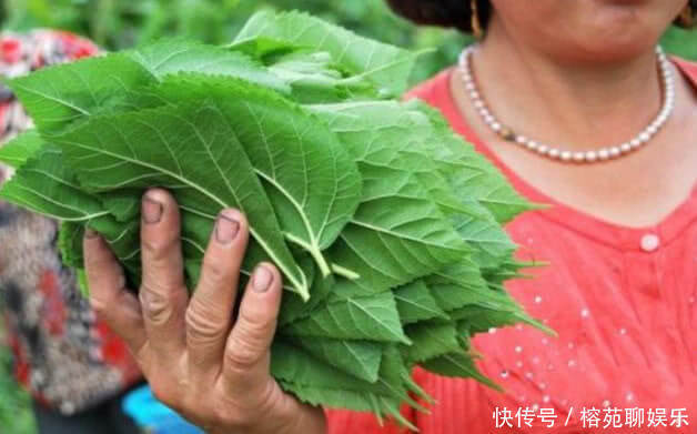 桑叶|每天用“桑叶”泡水喝，不出一个月，3件好事可能会不请自来