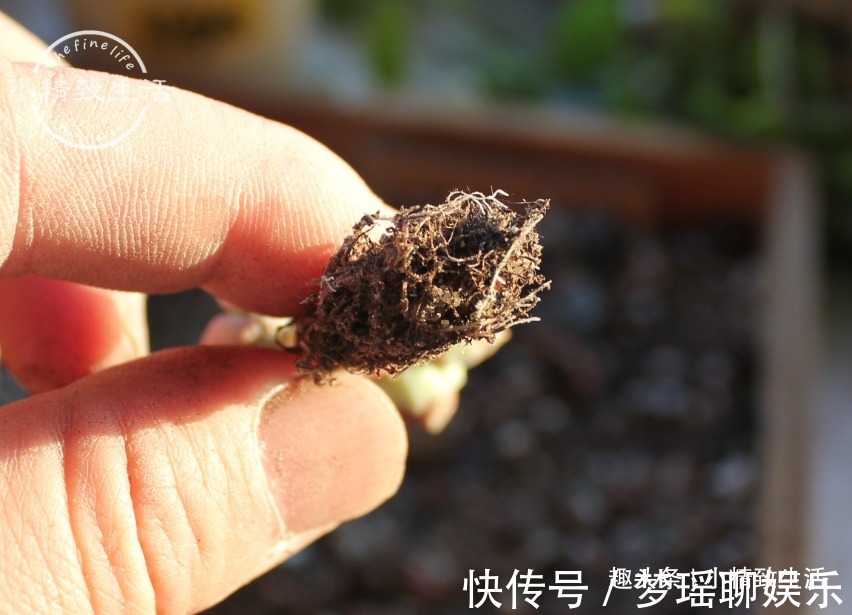 多肉一直不服盆,教你7个小方法,可快速发根,安全有效