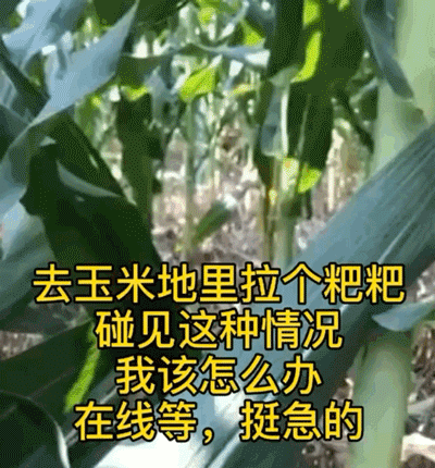 |搞笑GIF趣图:别睡了，快来看我给你表演坐着摔倒！