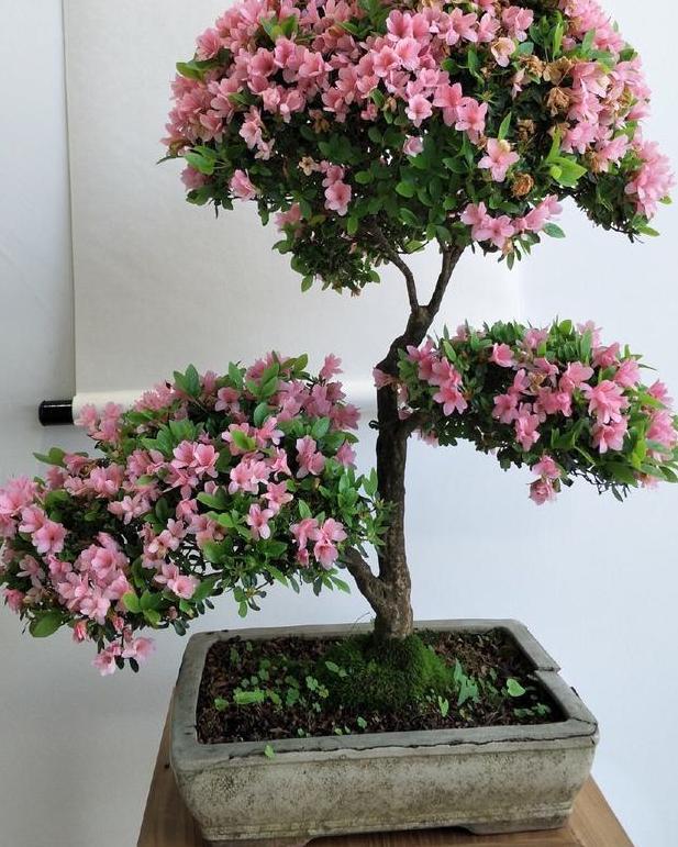 盆栽养殖云锦杜鹃,多注意4个要点,开花量大、色艳、香味浓郁