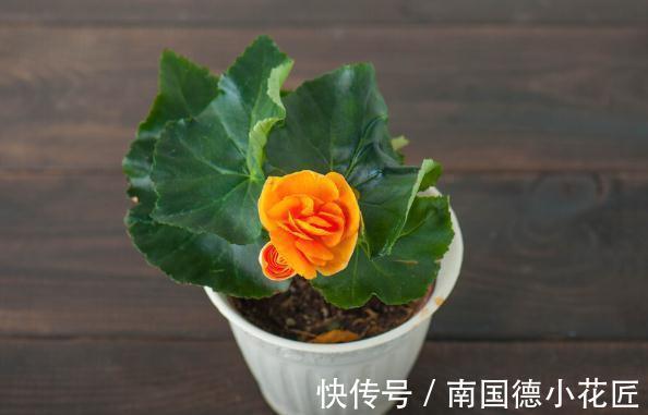 养花换下来的旧土别扔，加4种东西，比新土还好用