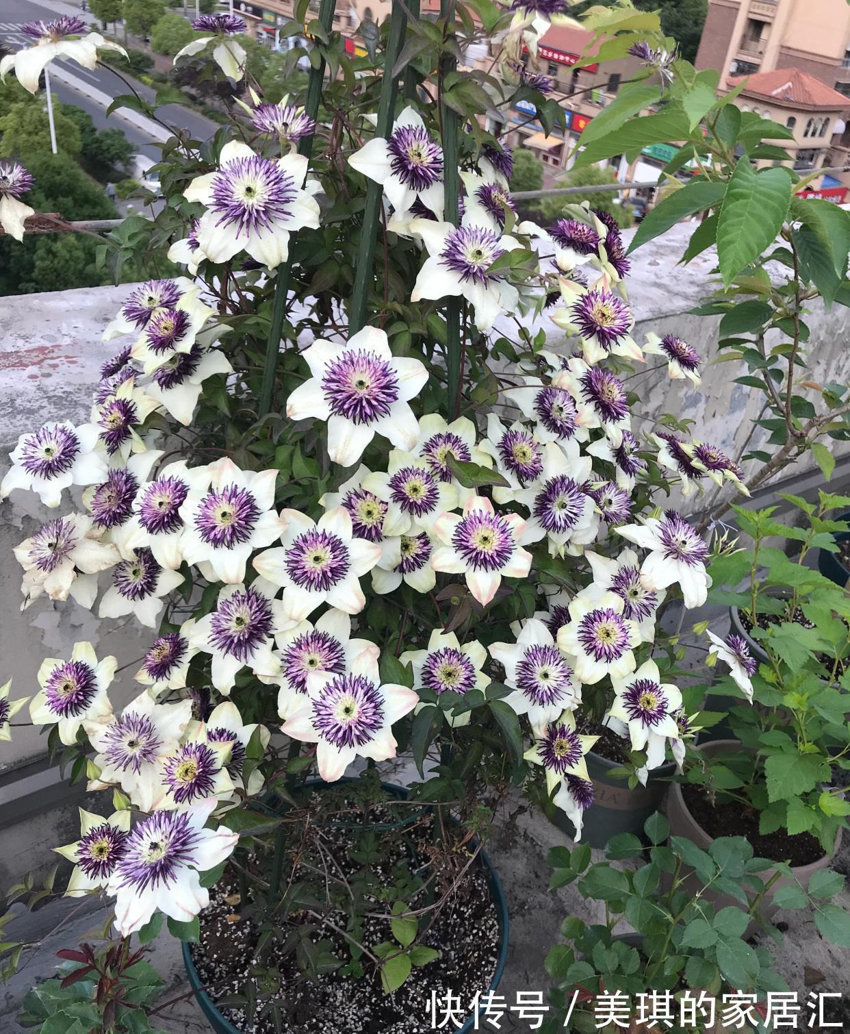 花朵|你的阳台还缺花吗?养棵“新幻紫”吧,花朵又美又仙,三季有花赏