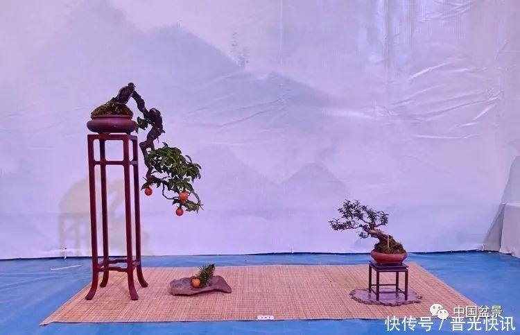 这两种盆景能当传家宝,被爱好者当“心头肉”