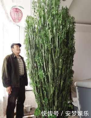 盆景|2种“镇宅花”,客厅养一盆寓意好,比啥花都强,越养越值钱