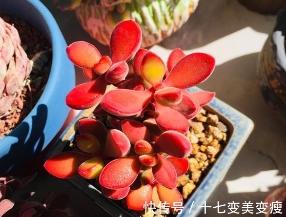 没想到诺歌诗可以这么红,要让诺歌诗多肉变红,5点不能忽略