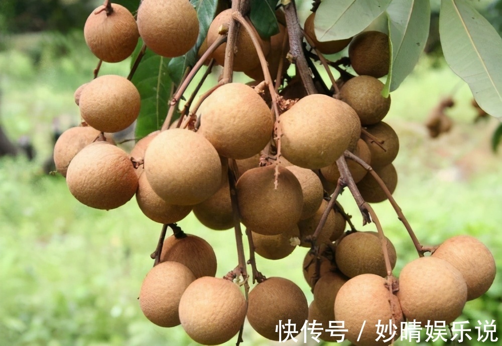 十二指肠溃疡|爱美女性要会吃,几种食物不能错过,滋养美容,帮助消化