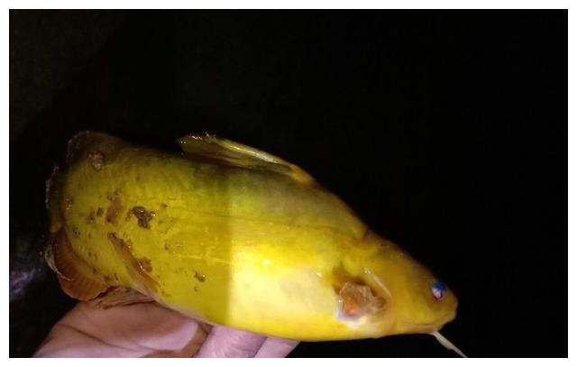 夏季野钓黄颡鱼，你可能需要“野路子”