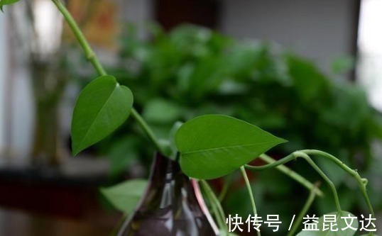 有机肥|花店老板说往绿萝君子兰盆里塞点它,叶子黑亮,疯狂开花!