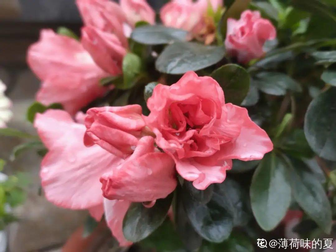 长寿花|9月后就养这些花，比绿萝好养，疯狂开花到明年！