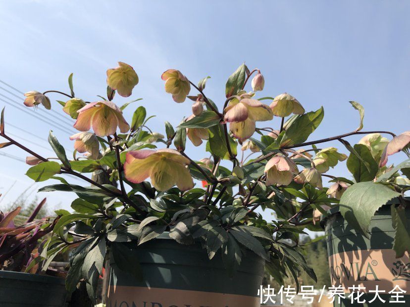 4种花听名字看不上,养开花真的绝美,妥妥的颜值担当